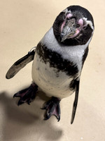 2026 Penguin Encounter